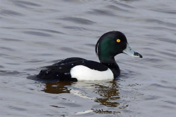 tufted duck